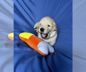 Golden Labrador Puppy for sale in LIVE OAK, FL, USA