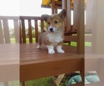 Small #2 Pembroke Welsh Corgi