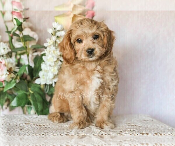 Medium Photo #1 Cavapoo Puppy For Sale in DENVER, PA, USA