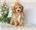 Small Photo #1 Cavapoo Puppy For Sale in DENVER, PA, USA