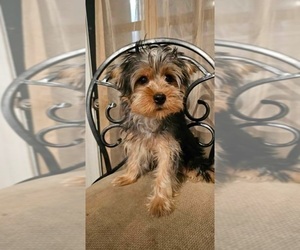 Yorkshire Terrier Puppy for sale in INDIANAPOLIS, IN, USA