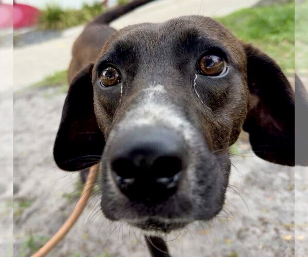 Medium Photo #3 Beagle-Plott Hound Mix Puppy For Sale in Sanford, FL, USA
