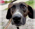 Small #2 Beagle-Plott Hound Mix