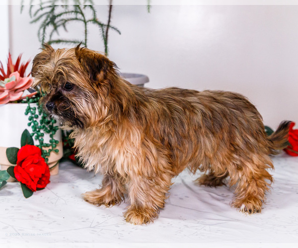 Medium Photo #10 Shorkie Tzu Puppy For Sale in WAKARUSA, IN, USA