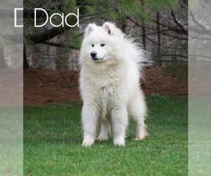 Father of the Samoyed puppies born on 10/12/2020