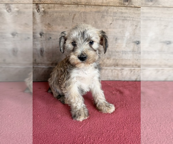 Medium Photo #26 Schnauzer (Miniature) Puppy For Sale in VERMONTVILLE, MI, USA