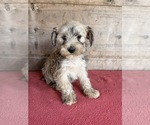 Litter of 8 - Male(s) and Female(s) Schnauzer (Miniature)Litter of Puppies for Sale - Photo #26