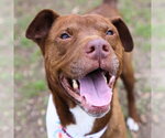 Small American Staffordshire Terrier Mix