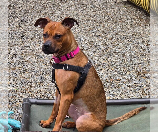 Medium Photo #3 Boxer-Unknown Mix Puppy For Sale in Sayreville, NJ, NJ, USA