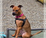 Small #2 Boxer Mix