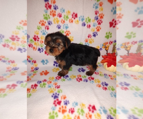 Medium Photo #6 Yorkshire Terrier Puppy For Sale in LAPEER, MI, USA