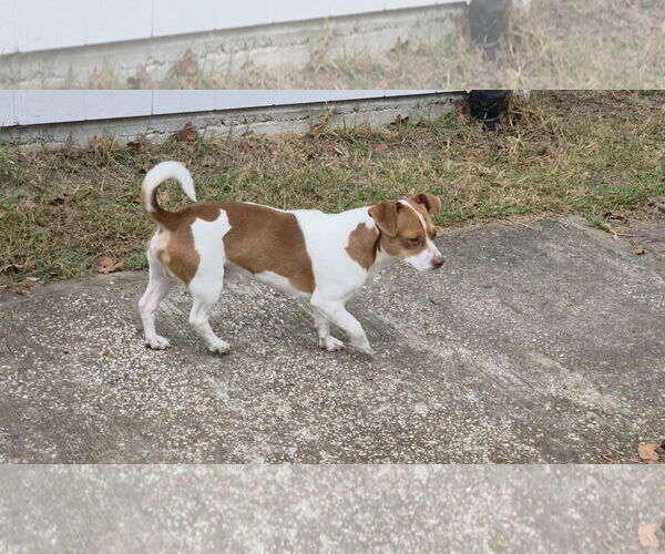 Medium Photo #2 Chihuahua Puppy For Sale in Winter, WI, USA