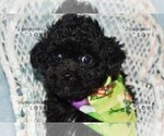 Small #6 Poodle (Toy)