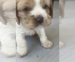Small #1 Cocker Spaniel