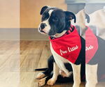 Small #1 American Pit Bull Terrier