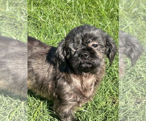 Maltese-Unknown Mix Dogs for adoption in Pacolet, SC, USA