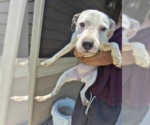 American Staffordshire Terrier-Unknown Mix Dogs for adoption in San Antonio, TX, USA