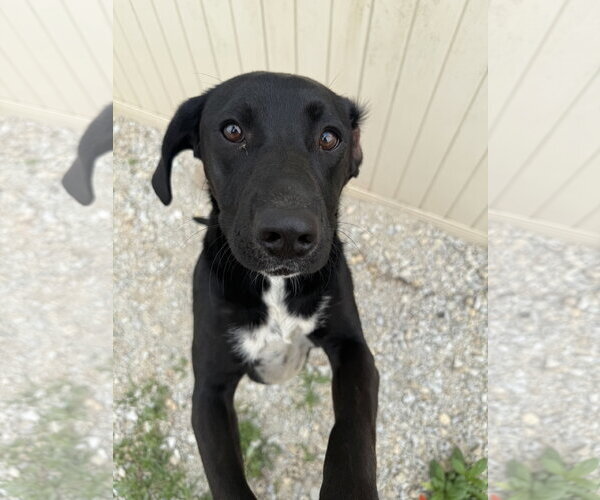 Medium Photo #1 Labbe Puppy For Sale in Corning, AR, USA