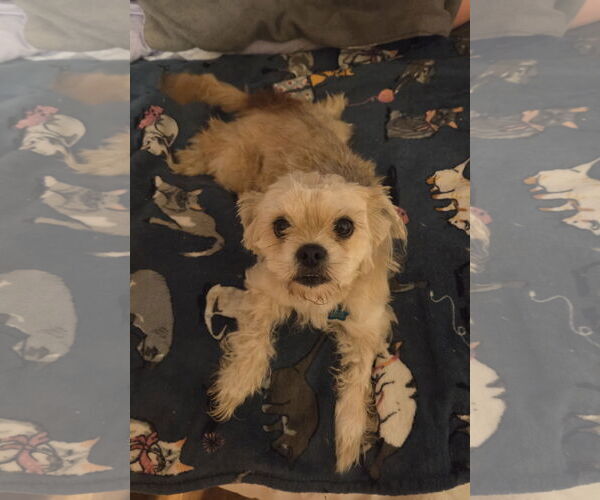 Medium Photo #2 Shiranian Puppy For Sale in Iroquois, IL, USA