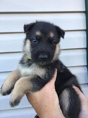 German Shepherd Dog Puppy for sale in LEITCHFIELD, KY, USA
