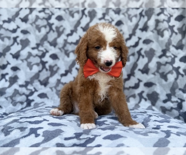 Medium Photo #8 Goldendoodle (Miniature) Puppy For Sale in LAKELAND, FL, USA