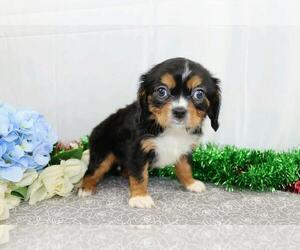 Cavalier King Charles Spaniel Puppy for sale in FREDERICKSBG, OH, USA