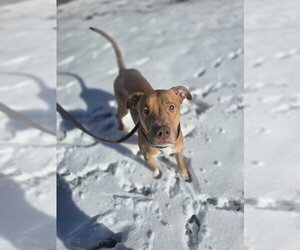 Mutt Dogs for adoption in Ogden, UT, USA