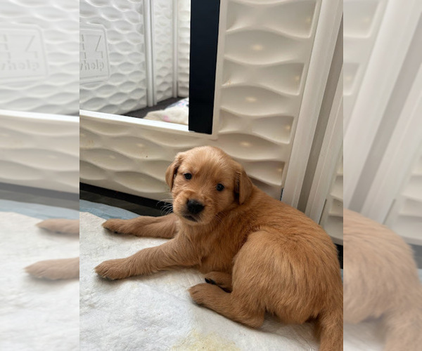 Medium Photo #6 Golden Retriever Puppy For Sale in SACRAMENTO, CA, USA
