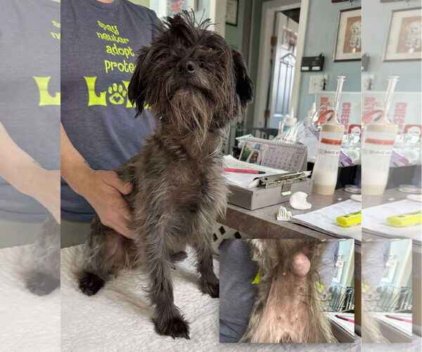 Medium Photo #1 Mutt Puppy For Sale in Benton, LA, USA