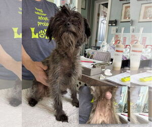 Mutt Dogs for adoption in Benton, LA, USA