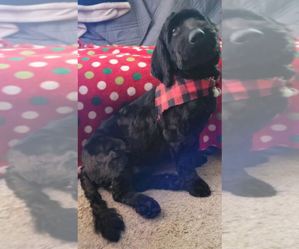 Medium Photo #3 Bassetoodle Puppy For Sale in Brooklyn Center, MN, USA