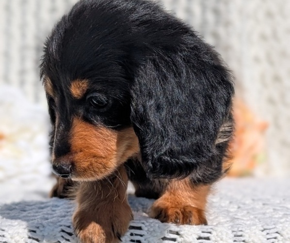 Medium Photo #10 Dachshund Puppy For Sale in GOSHEN, IN, USA