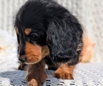 Small Photo #24 Dachshund Puppy For Sale in GOSHEN, IN, USA