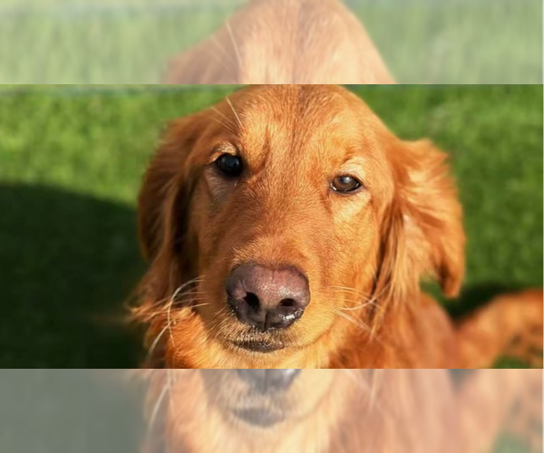 Medium Photo #1 Golden Retriever Puppy For Sale in West Hollywood, CA, USA