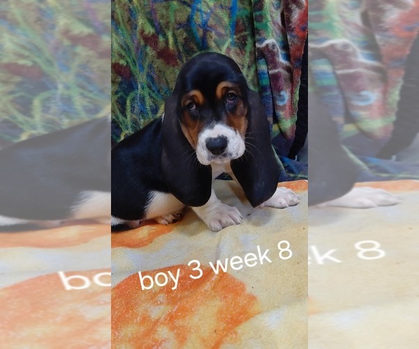 Medium Photo #3 Basset Hound Puppy For Sale in SAVANNAH, TN, USA