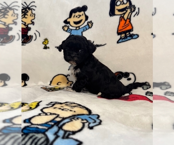 Medium Photo #20 Zuchon Puppy For Sale in NEW YORK MILLS, MN, USA