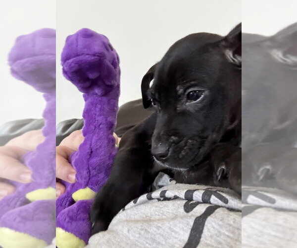 Medium Photo #3 Mutt Puppy For Sale in Evansville, IN, USA