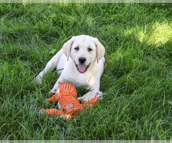 Medium Photo #1 Labrador Retriever Puppy For Sale in SYRACUSE, IN, USA