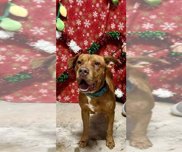 Medium Photo #4 Mutt Puppy For Sale in Abbeville, LA, USA