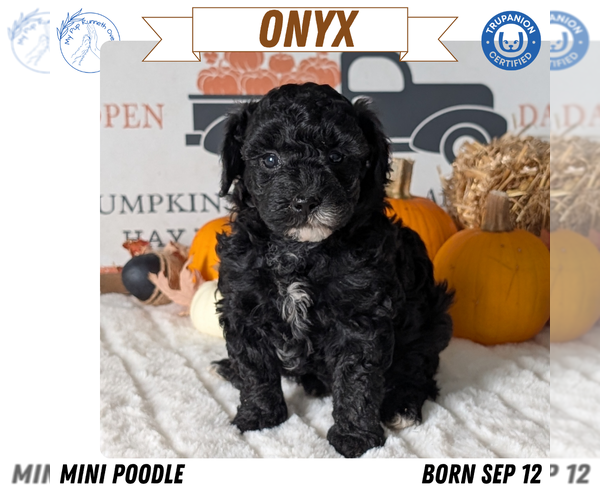 Medium Photo #14 Poodle (Miniature) Puppy For Sale in GOSHEN, IN, USA
