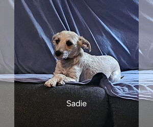 Mutt Dogs for adoption in Morganville, NJ, USA