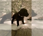 Small Photo #2 Labrador Retriever Puppy For Sale in ROSEVILLE, CA, USA