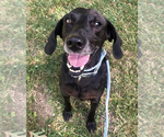 Small #25 Plott Hound-Weimaraner Mix
