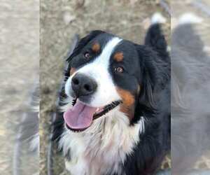 Bernese Mountain Dog Dogs for adoption in DELTA, CO, USA