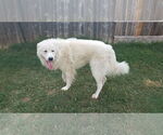 Small #4 Great Pyrenees Mix