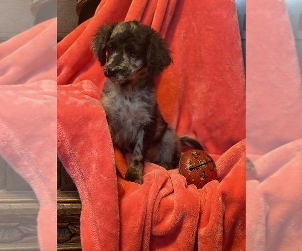 Medium Photo #2 Goldendoodle-Poodle (Miniature) Mix Puppy For Sale in ROWLEY, MA, USA