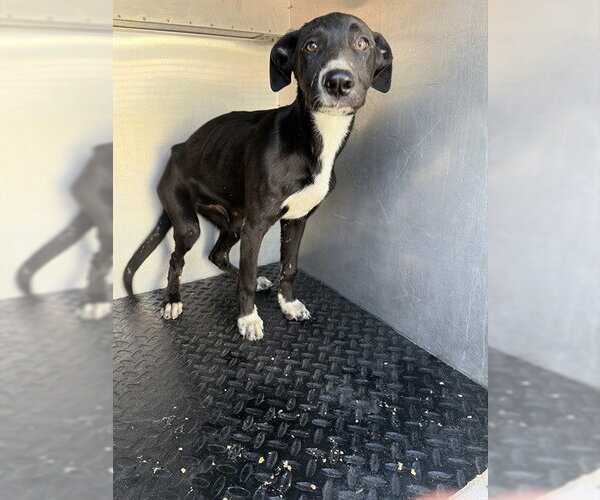 Medium Photo #1 Labrador Retriever-Unknown Mix Puppy For Sale in Rancho Cucamonga, CA, USA