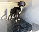 EMBER - Female Labrador Retriever-Unknown Mix Dog for Adoption - Small photo