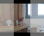 Small Photo #2 Chihuahua Puppy For Sale in BREMEN, IN, USA