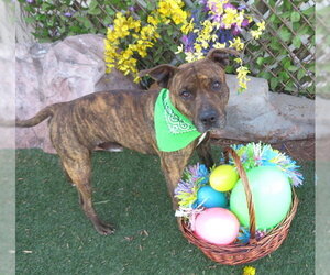 Mutt Dogs for adoption in Oklahoma City, OK, USA